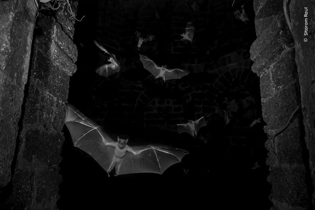 Bats flying in dark cave environment.