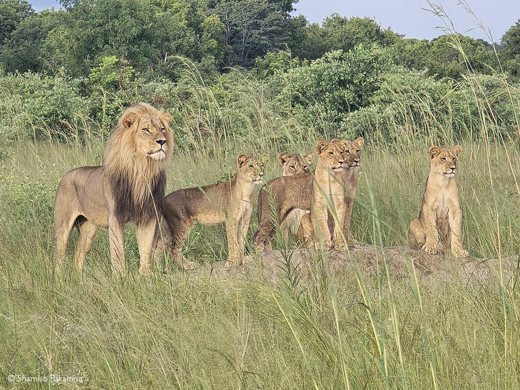 Blondie the lion with a pride of cubs