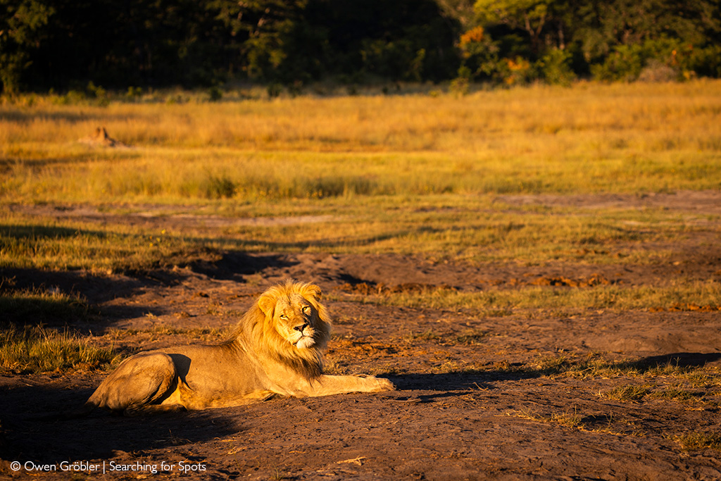 Blondie the lion in the sunshine