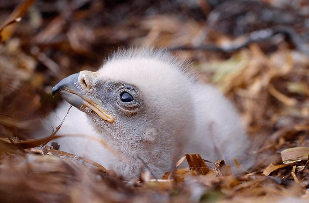 Baby golden eagle