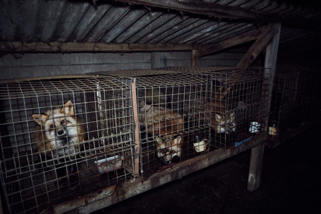 Foxes in cages suffering due to fur farming