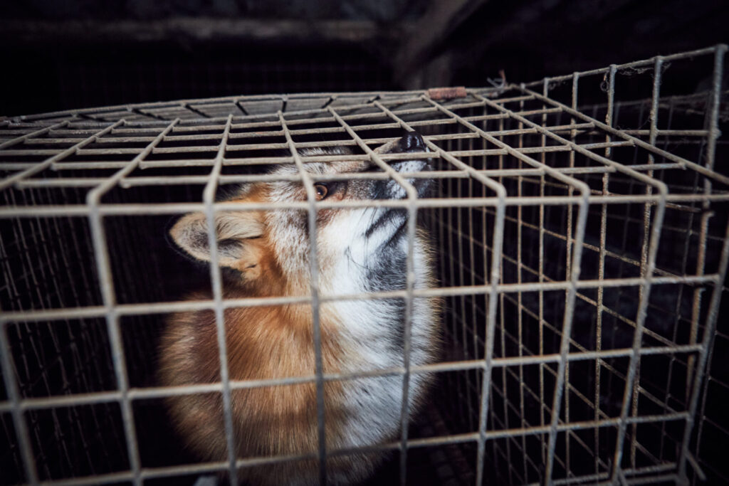 a fox in a cage