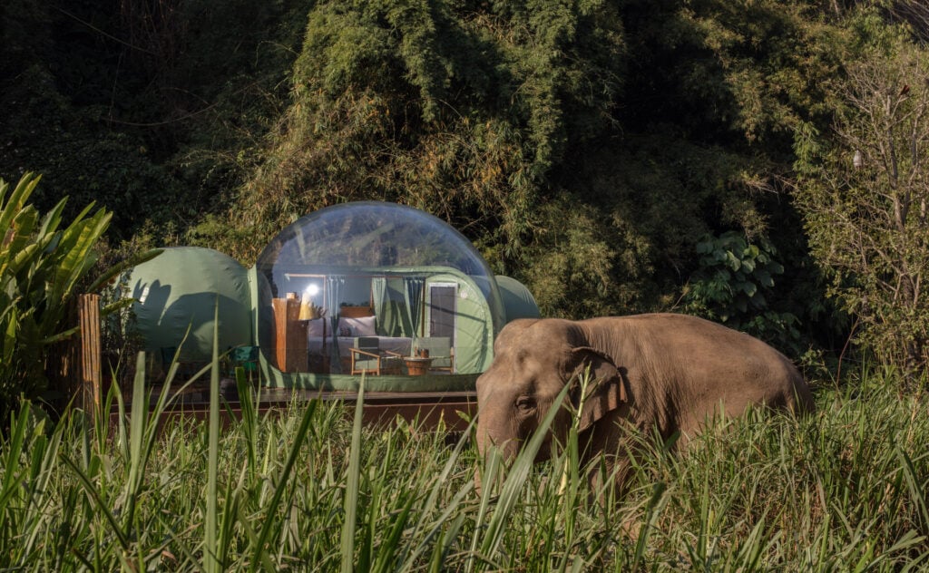 an elephant in a field with a bubble tent in the background at Anantara Golden Triangle Elephant Camp & Resort