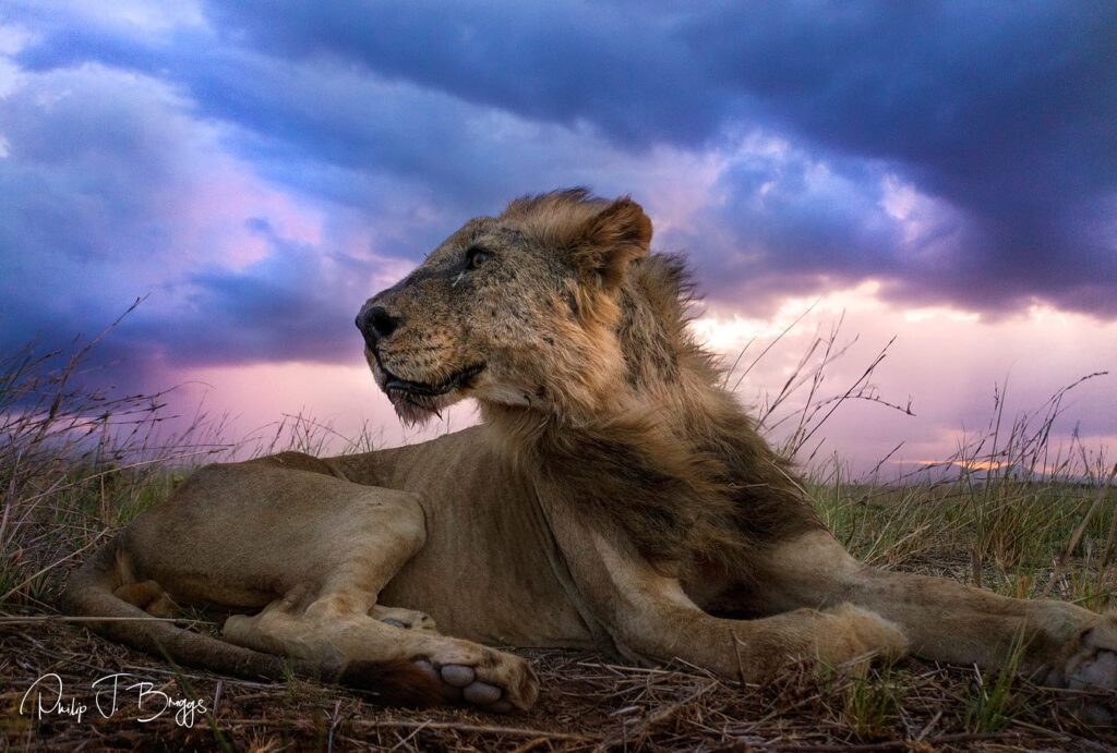 a lion lying in the grass