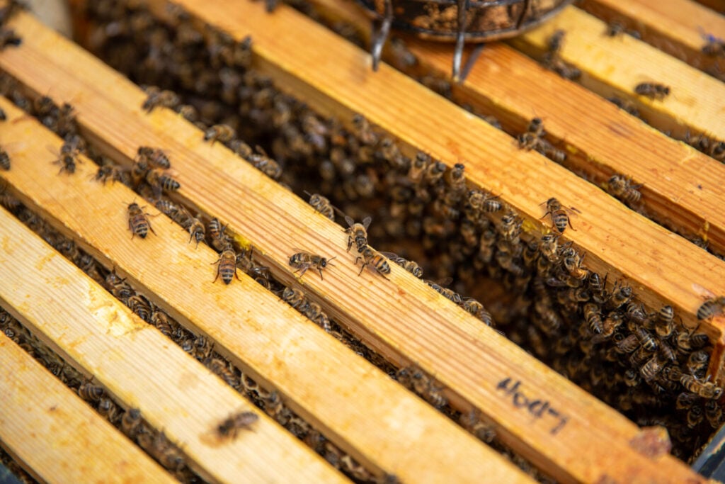 a group of bees on a wooden surface