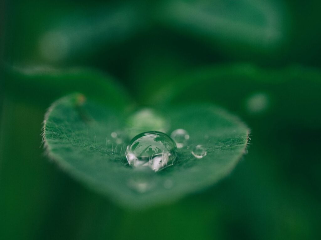 water droplet on a leaf