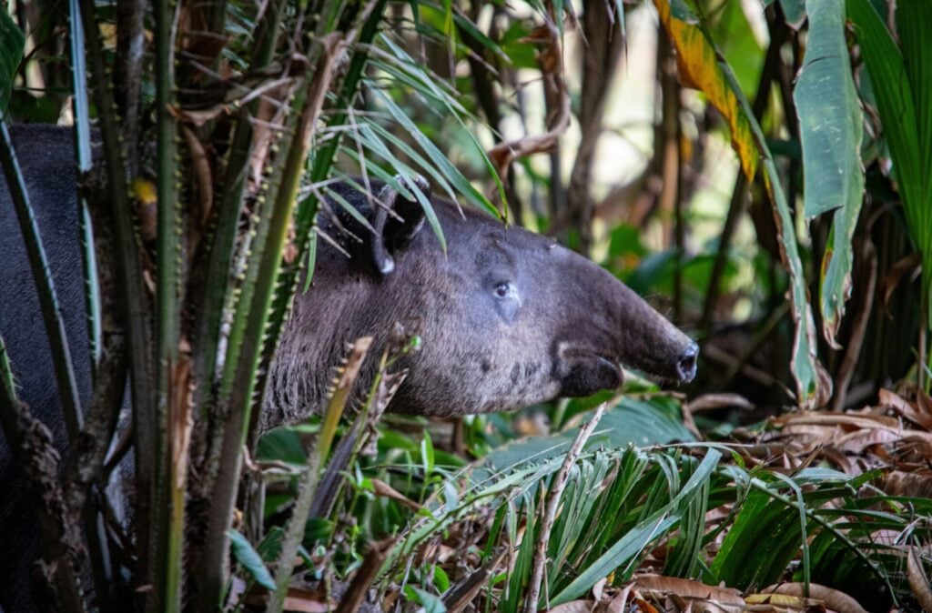 A tapir in Guatemala jungle