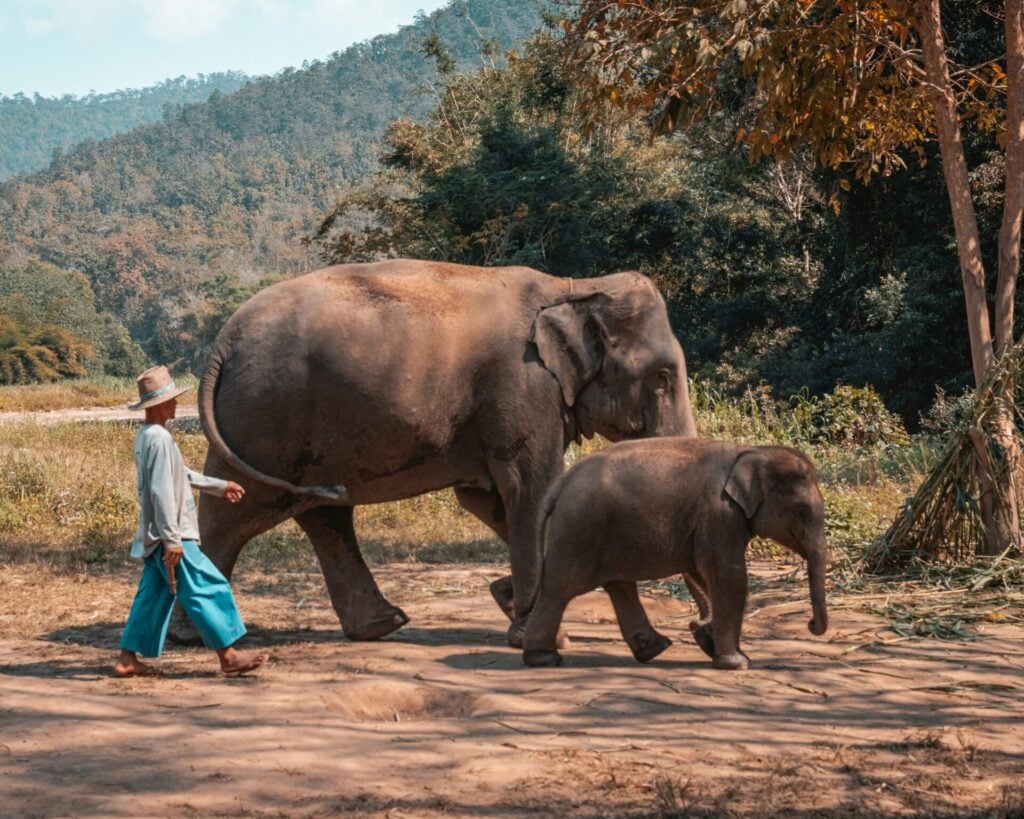 A mahout walks with a mother and baby elephant in the jungle