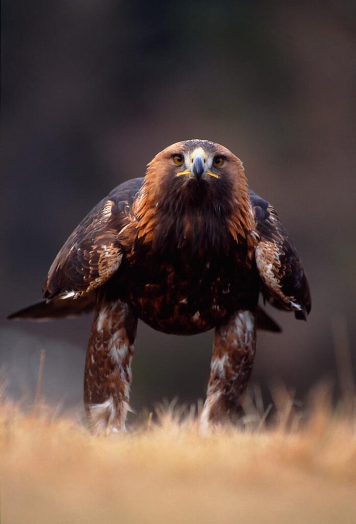 Golden eagle looking to camera in the Scottish highlands 