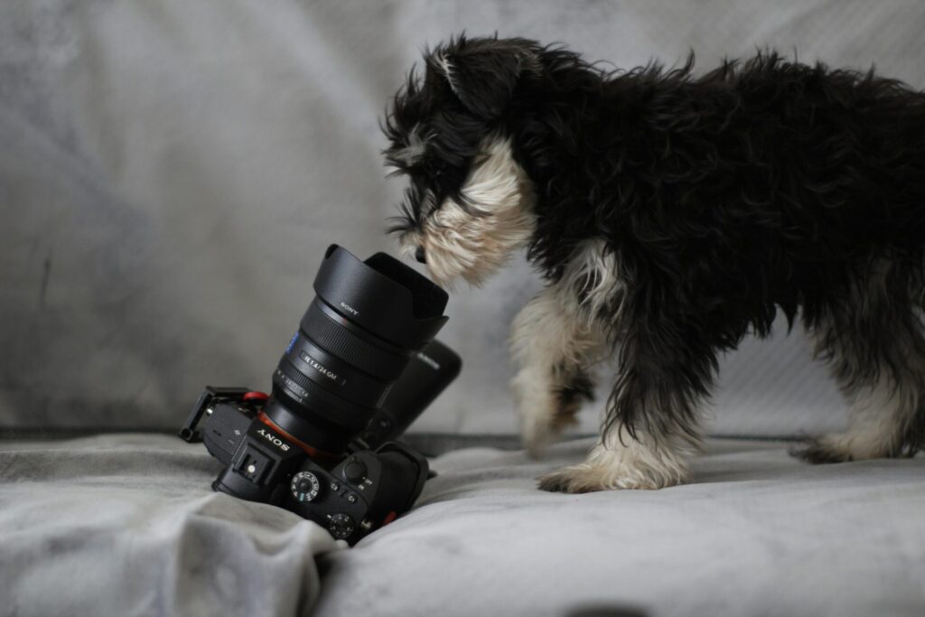 a dog looking at a camera to represent the K9 friends photography competition