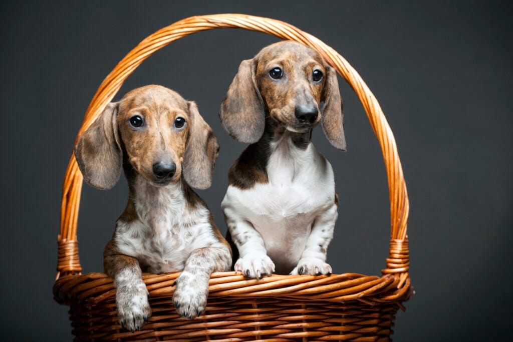 dog portrait basket dark background