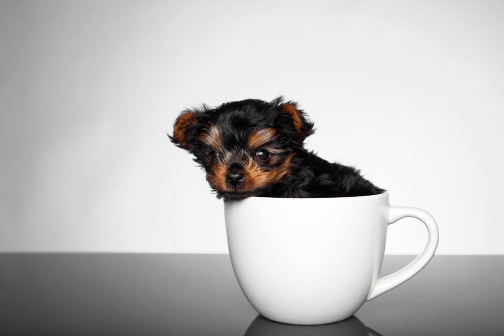 Puppy Yorkshire Terrier sitting in tea cup