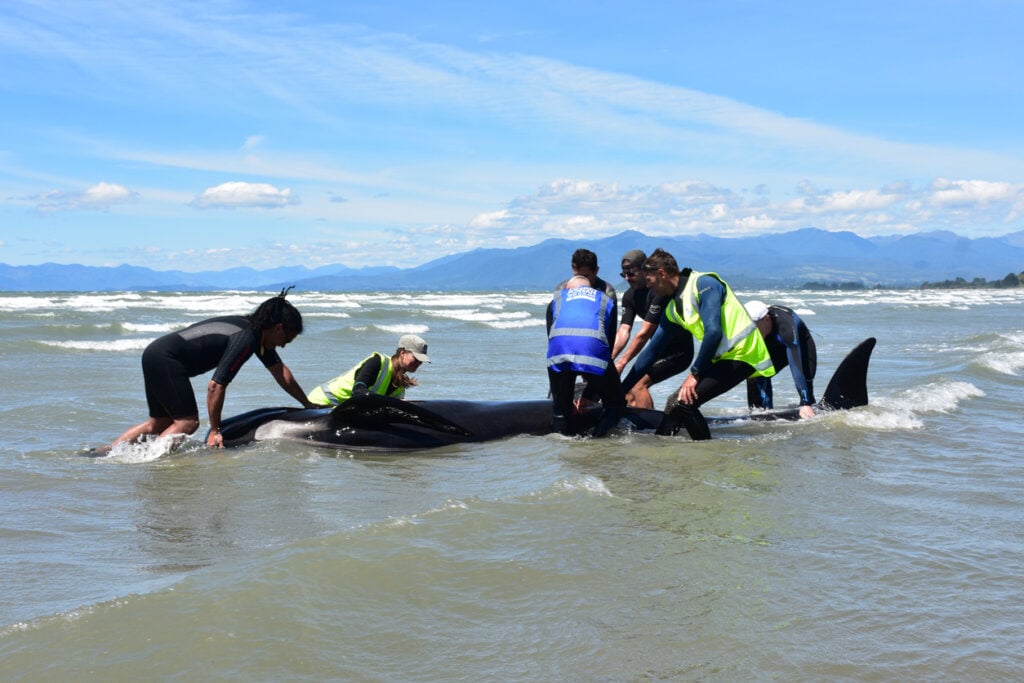rescuers trying to help one of many marine mammals stranded