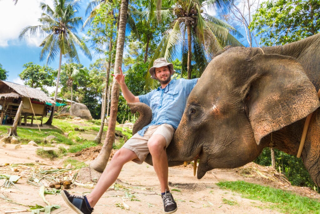 Domesticated elephant lifting a tourist with his trunk