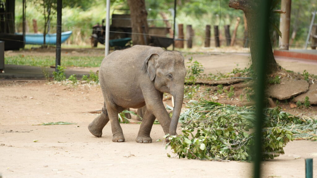 Baby elephant walking near foliage