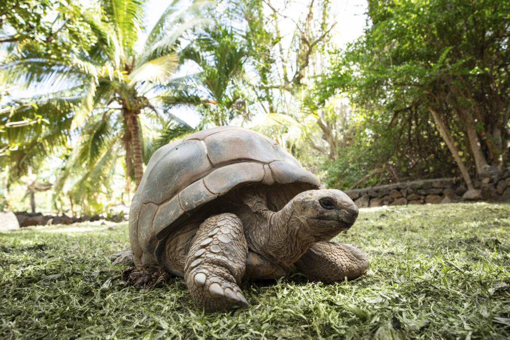 Tortoise in a tropical garden setting