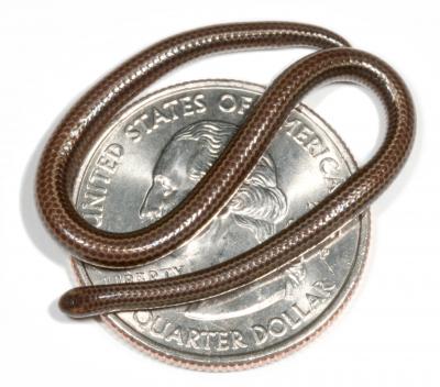 Tiny snake on a quarter coin