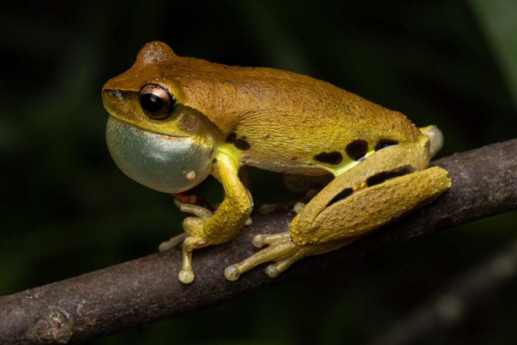 Yellow frog inflating vocal sac