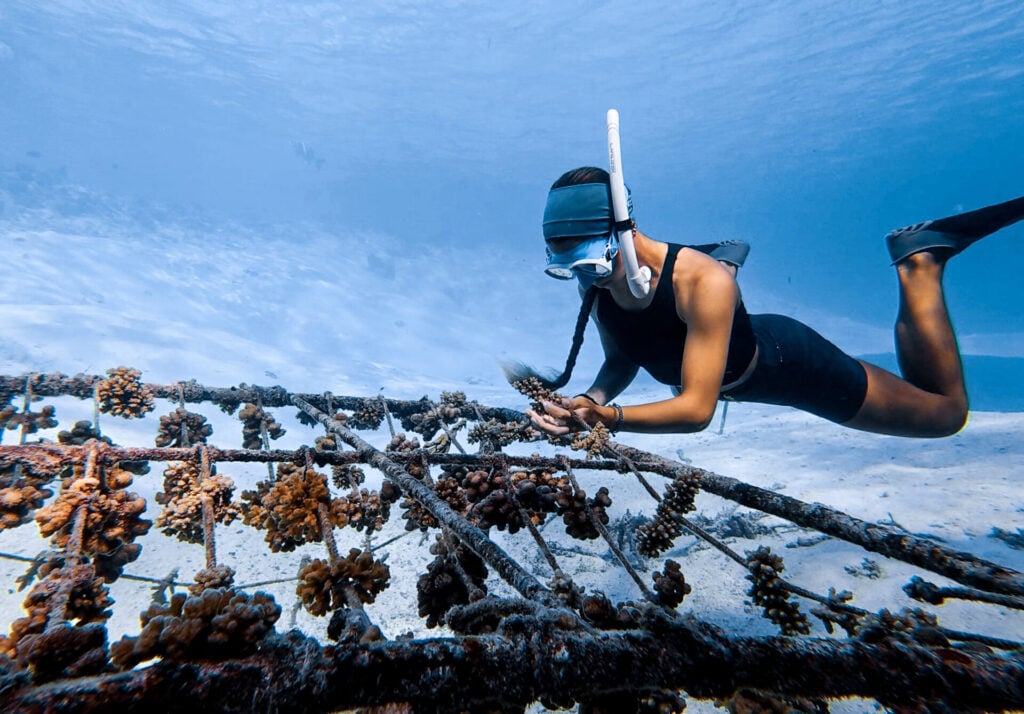 Diver nurturing coral reef restoration efforts.