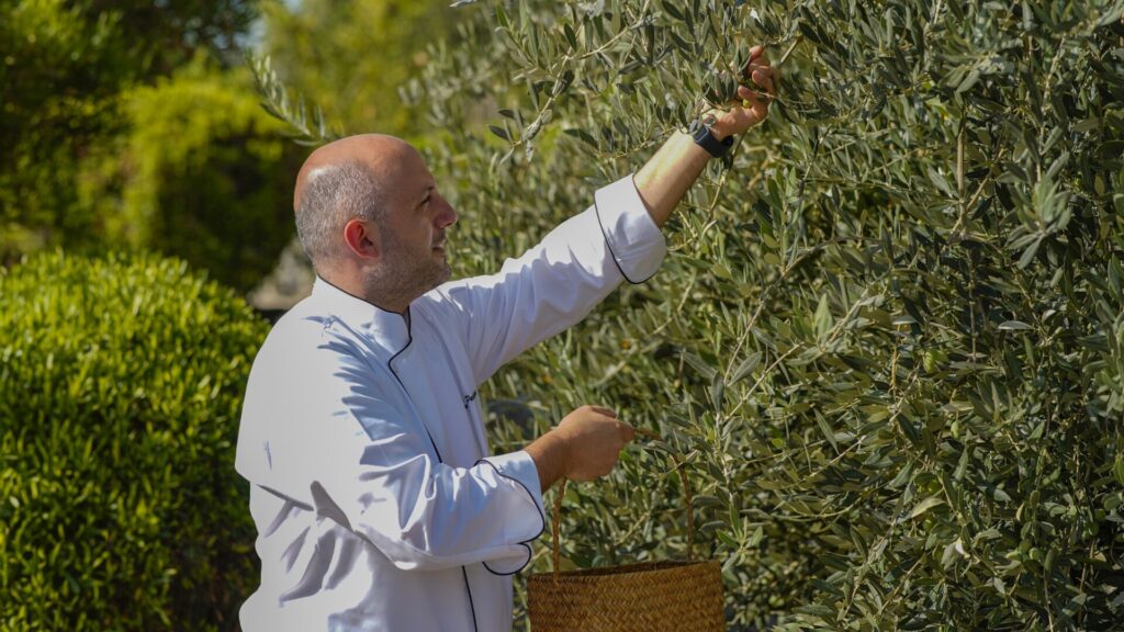 Man harvesting olives from tree at Anantara Al Jabal Al Akhdar