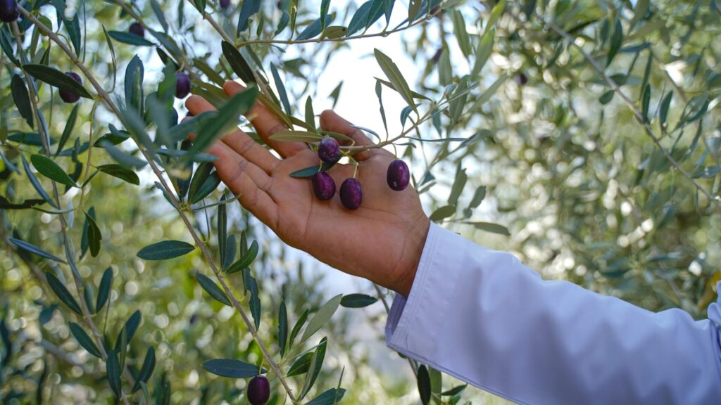 Hand reaching for ripe olives