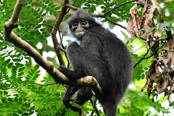 raffles banded langur monkey perched on tree branch