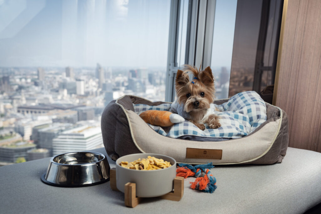 Rocky the terrier sitting at the window in a dog bed in the Shangri-La London 
