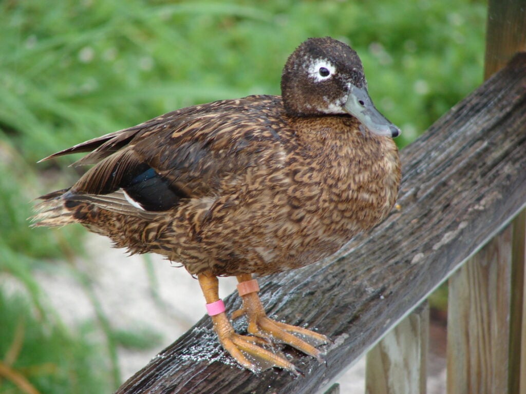 Brown duck standing on wooden railing