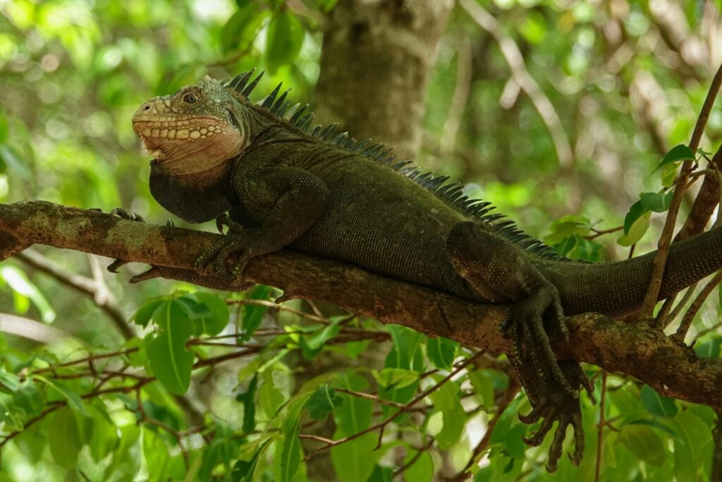 Iguana resting on a tree branch