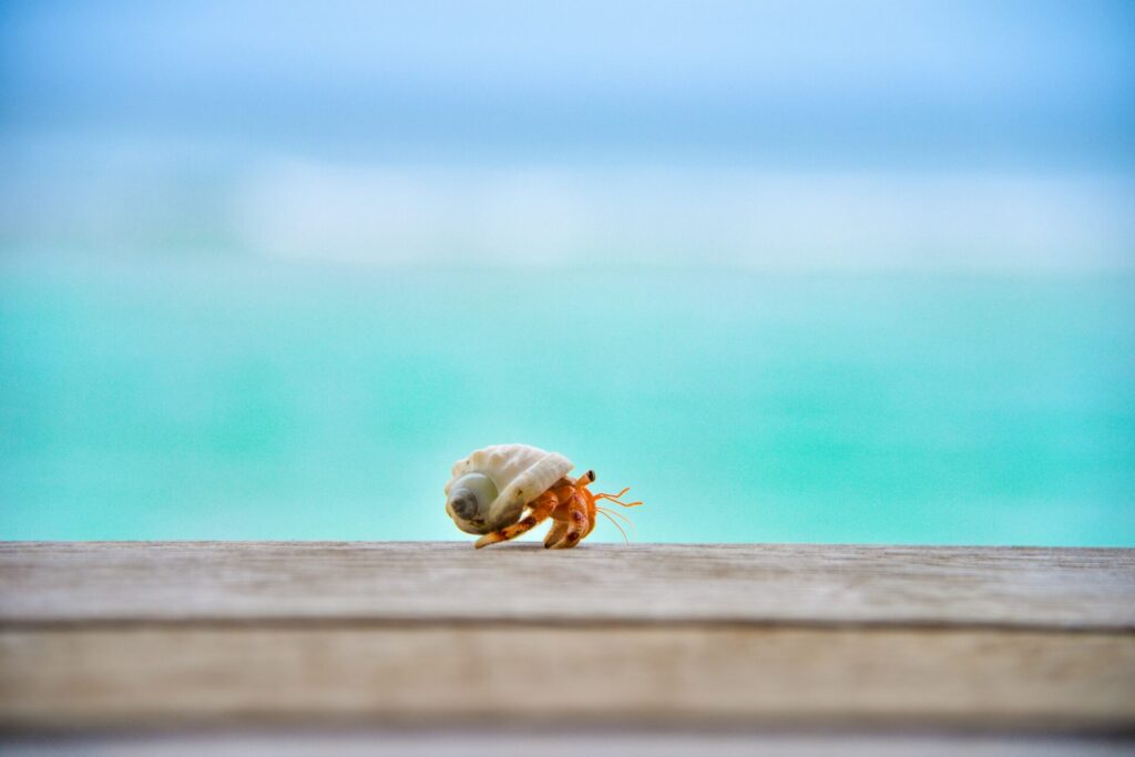 hermit carb with a shell on his back - a perfect example of why natural souvenirs such as shells should left in their place 