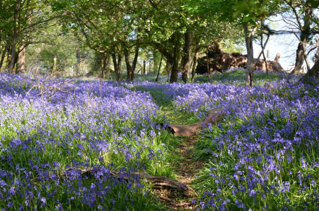 Vibrant bluebells in a serene forest