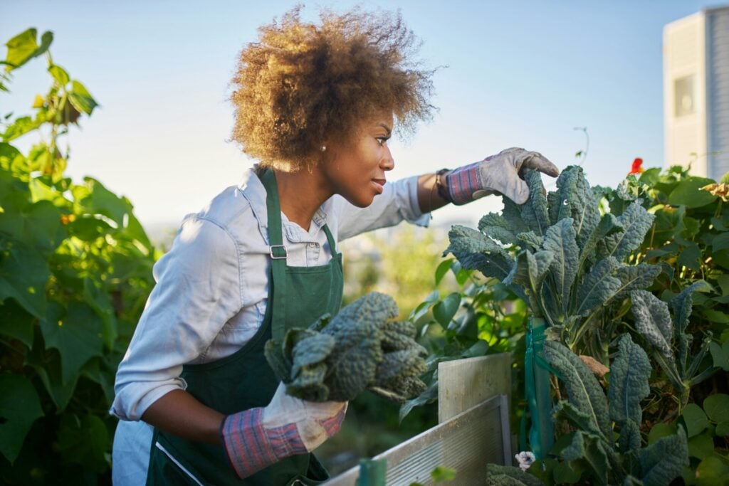 Woman harvesting vegetables in garden.