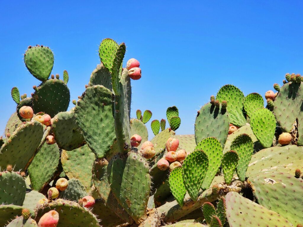 Cacti with ripe fruit against blue sky