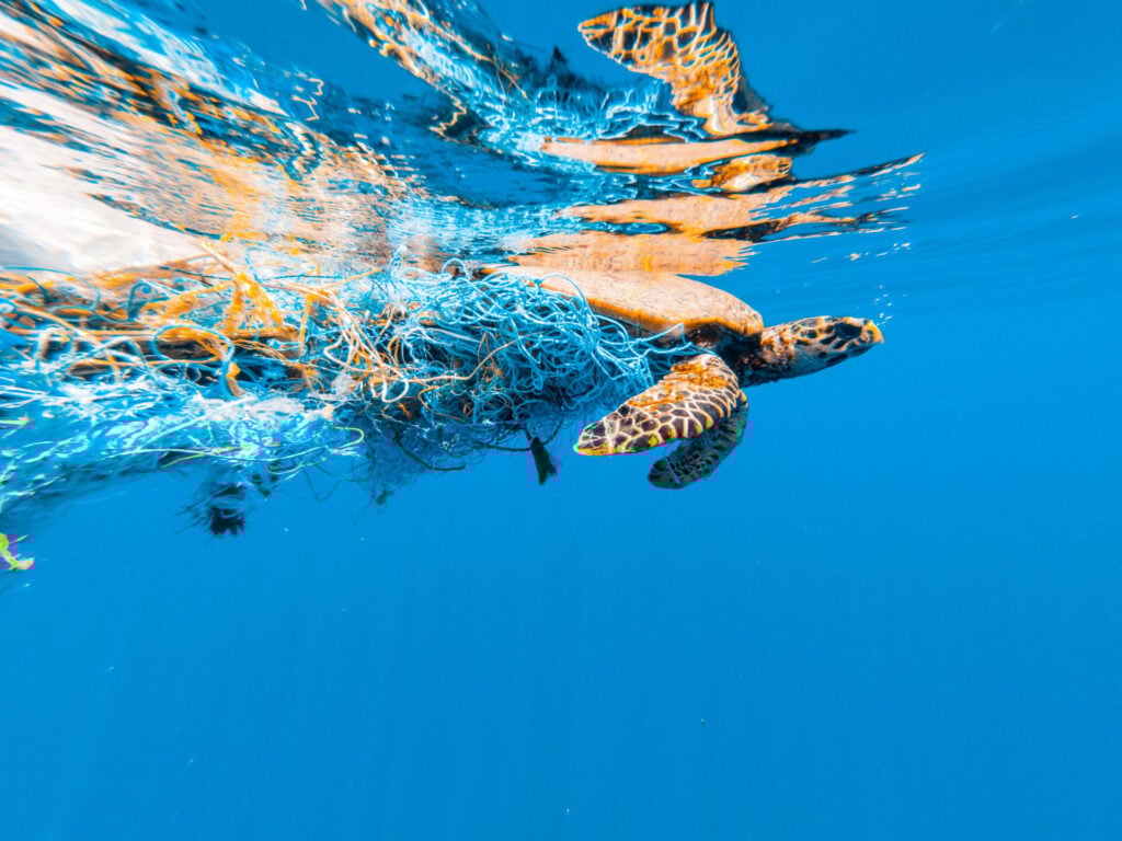 Sea turtle entangled in fishing net