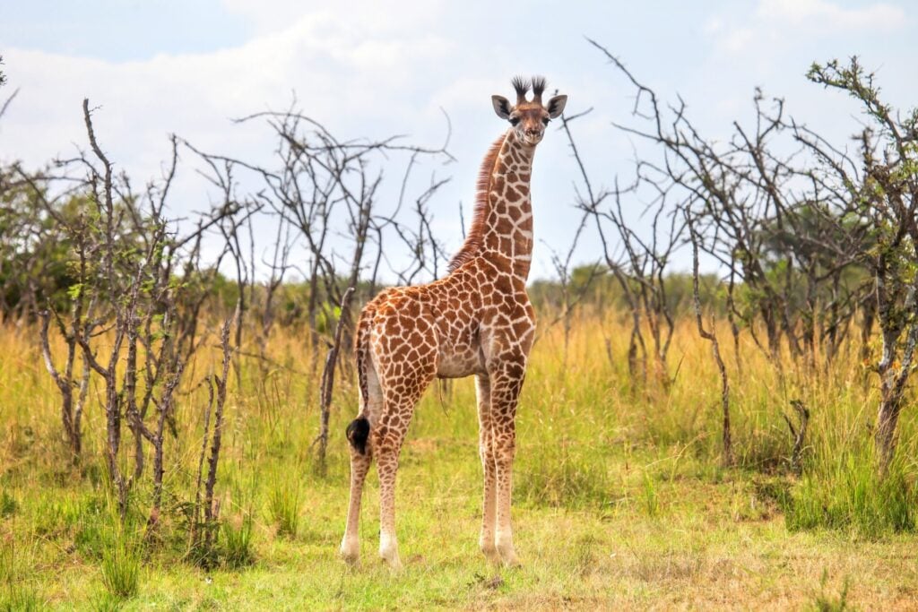 Nubian Giraffe standing in grassy landscape.