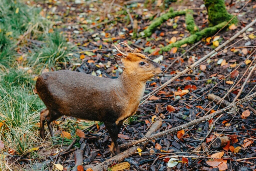 the endangered Southern Pudu