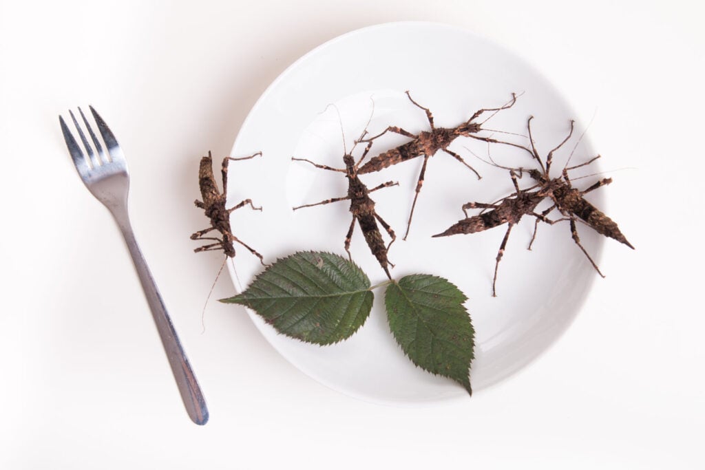 Insects are on the menu when it coms to future food 