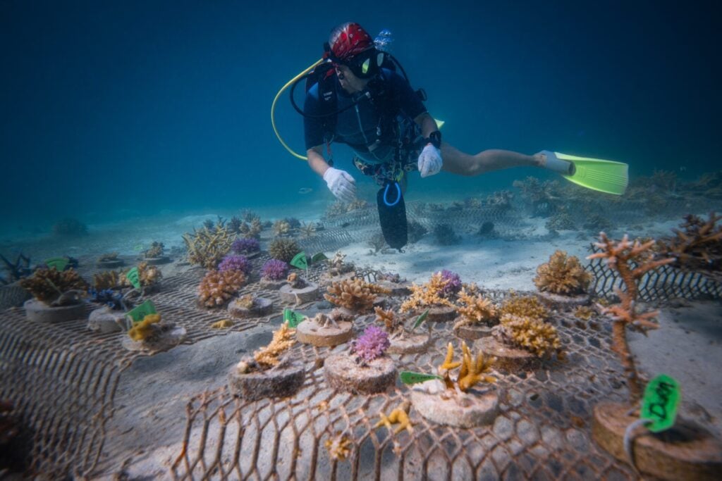 Diver studying coral restoration project underwater.