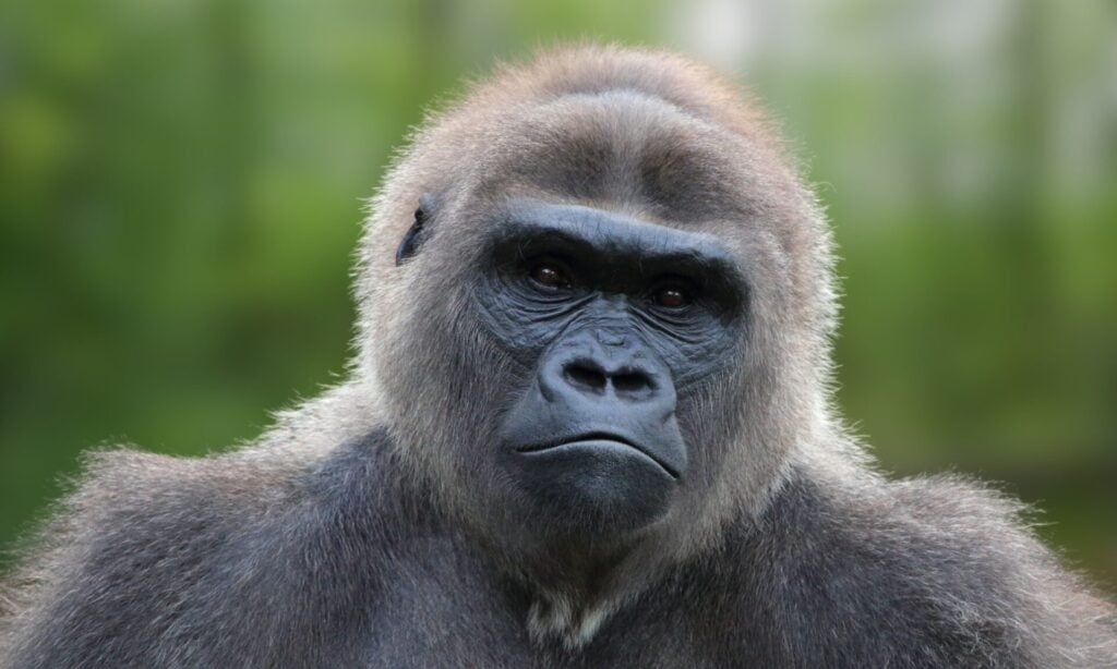 Close-up of a cross river gorilla.