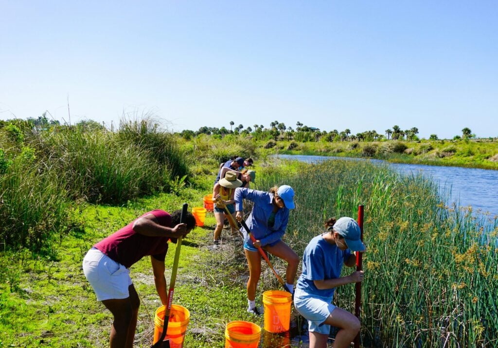 Volunteers working in a wetland area.