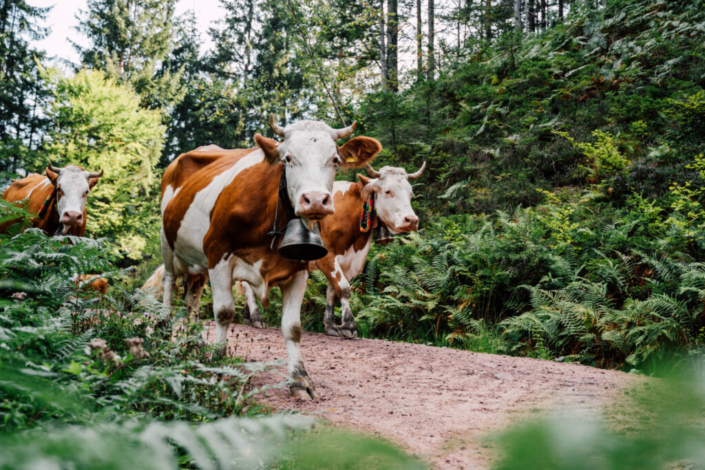 Cows walking through a forest path