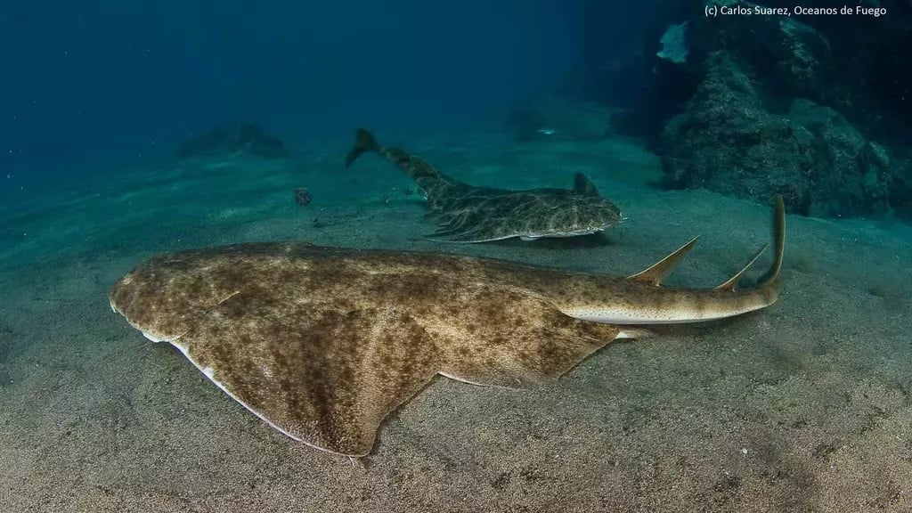 angel sharks as endangered wildlife