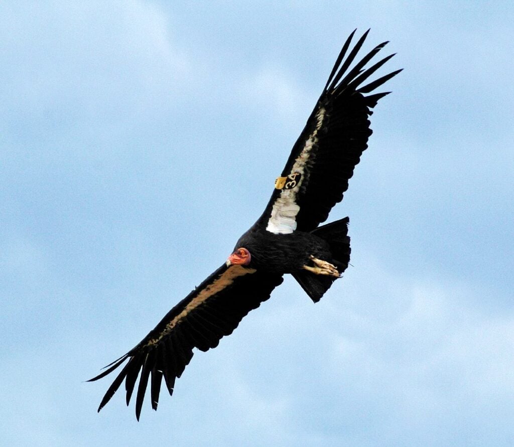 California condor soaring in sky