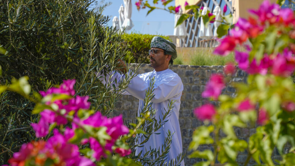 Omani man at olive tree