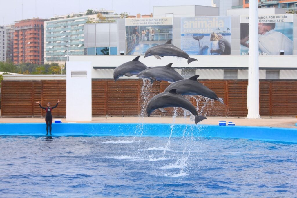 Dolphin shows have them jumping in synchronized performance