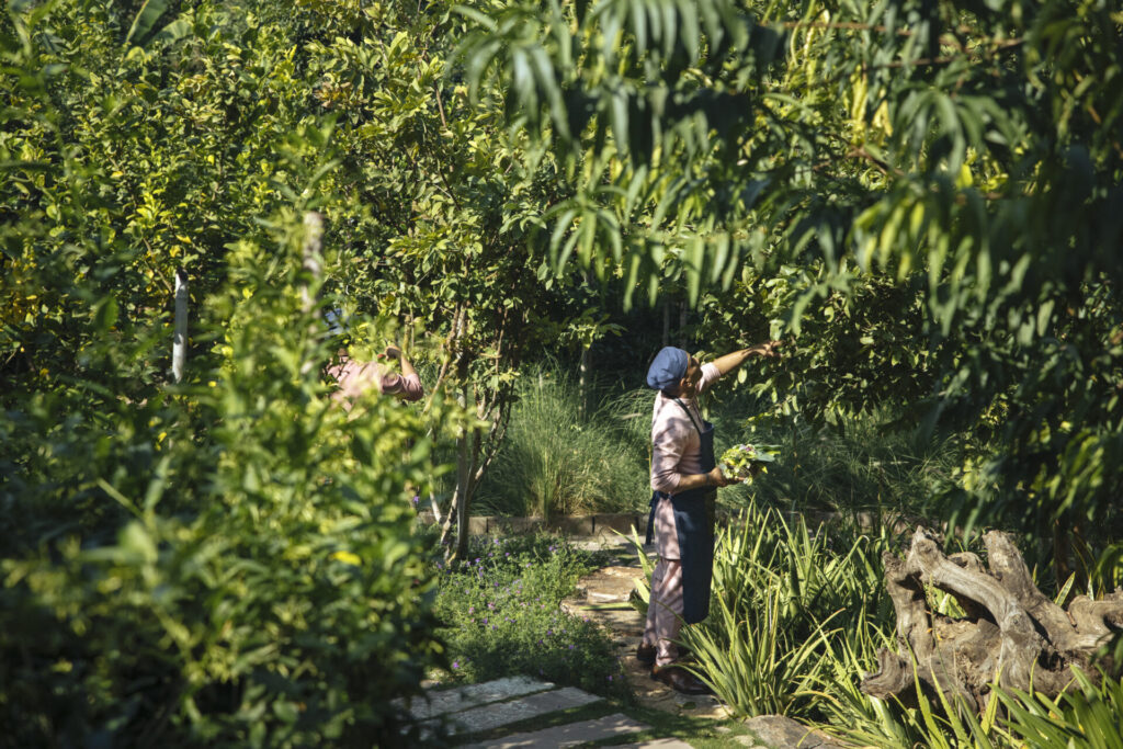 Chef harvesting herbs in garden