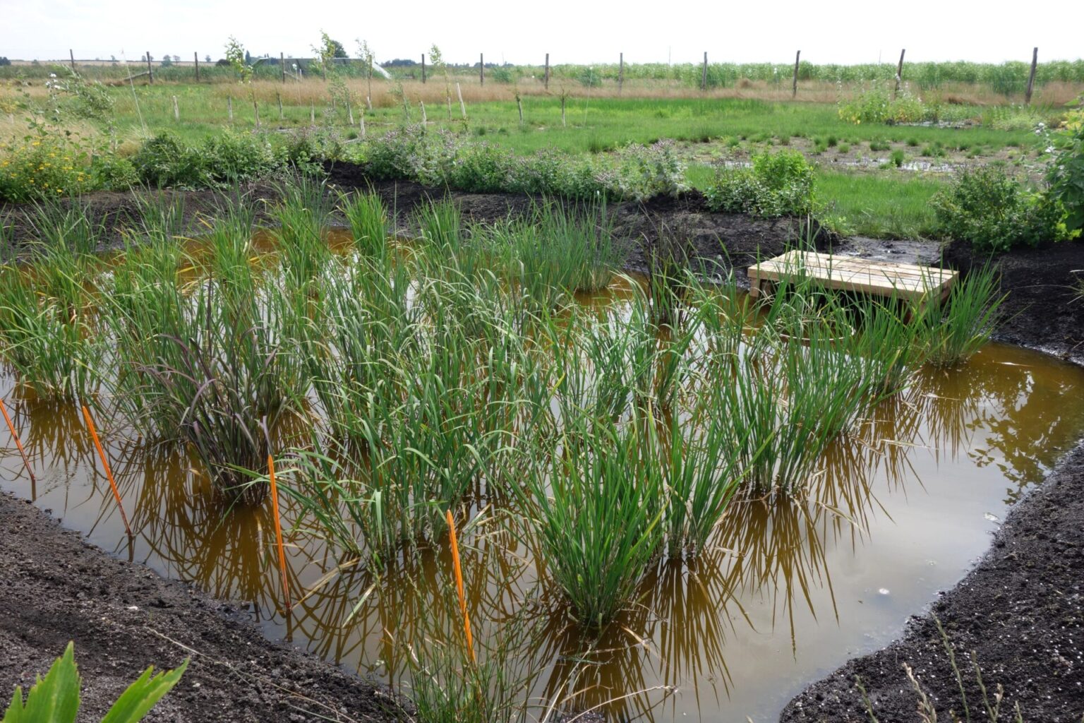London Ropits Rice Remarkable Innovation: English Rice Grows In Cambridgeshire