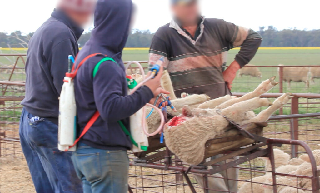 Farmers practice live lamb cutting