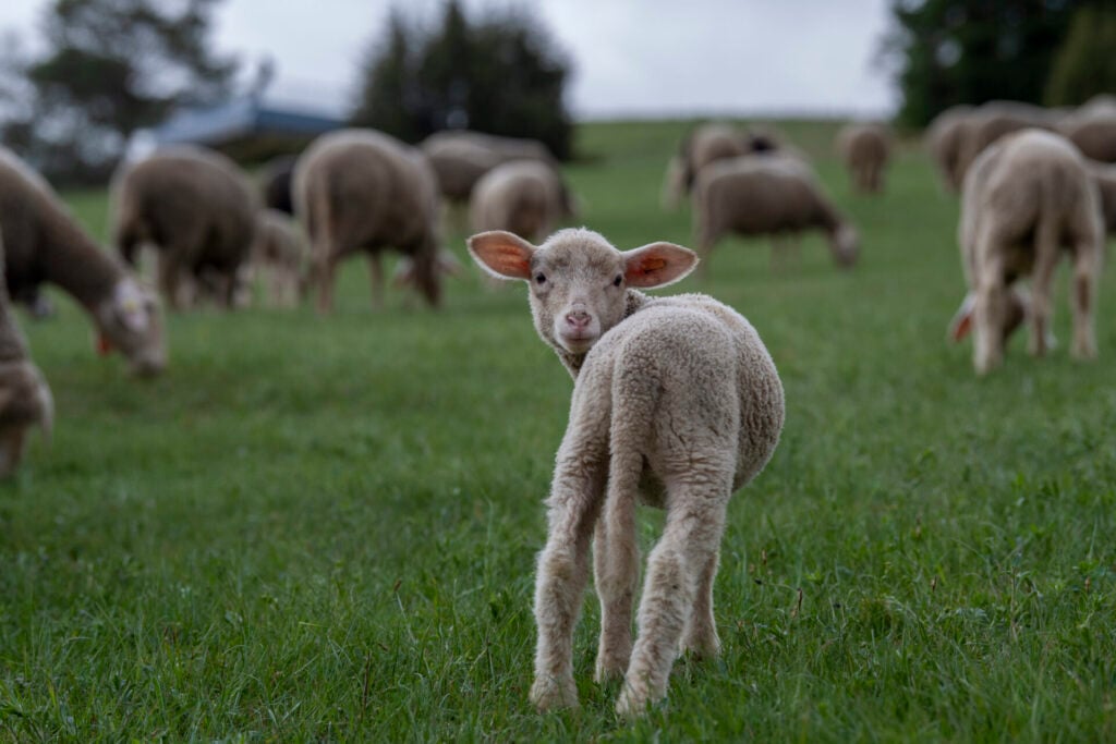 Lamb looking back at camera