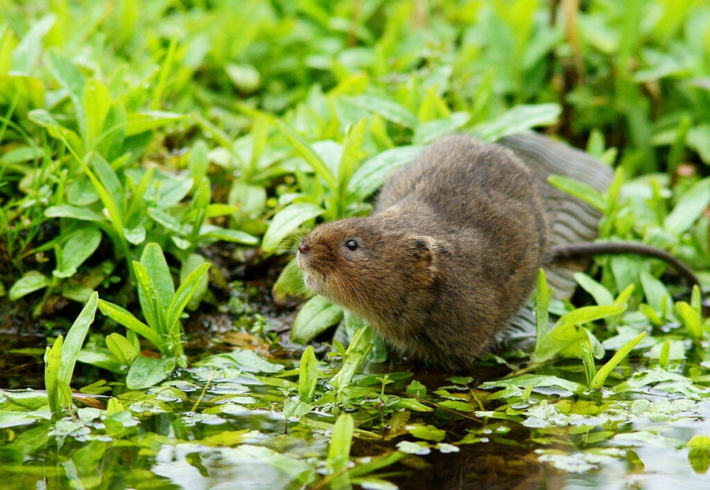 water vole on river edge 